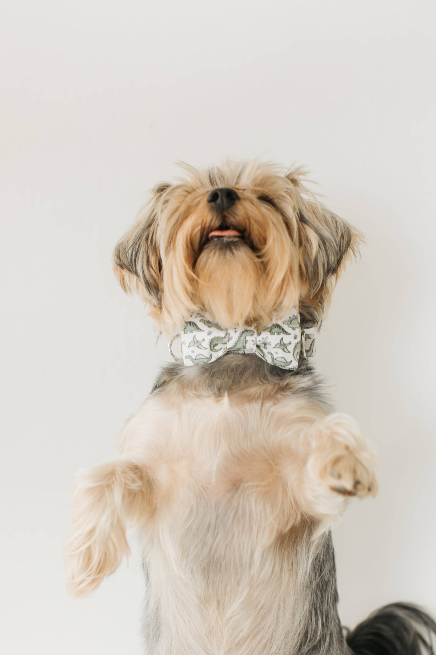 Jude Dog Collar