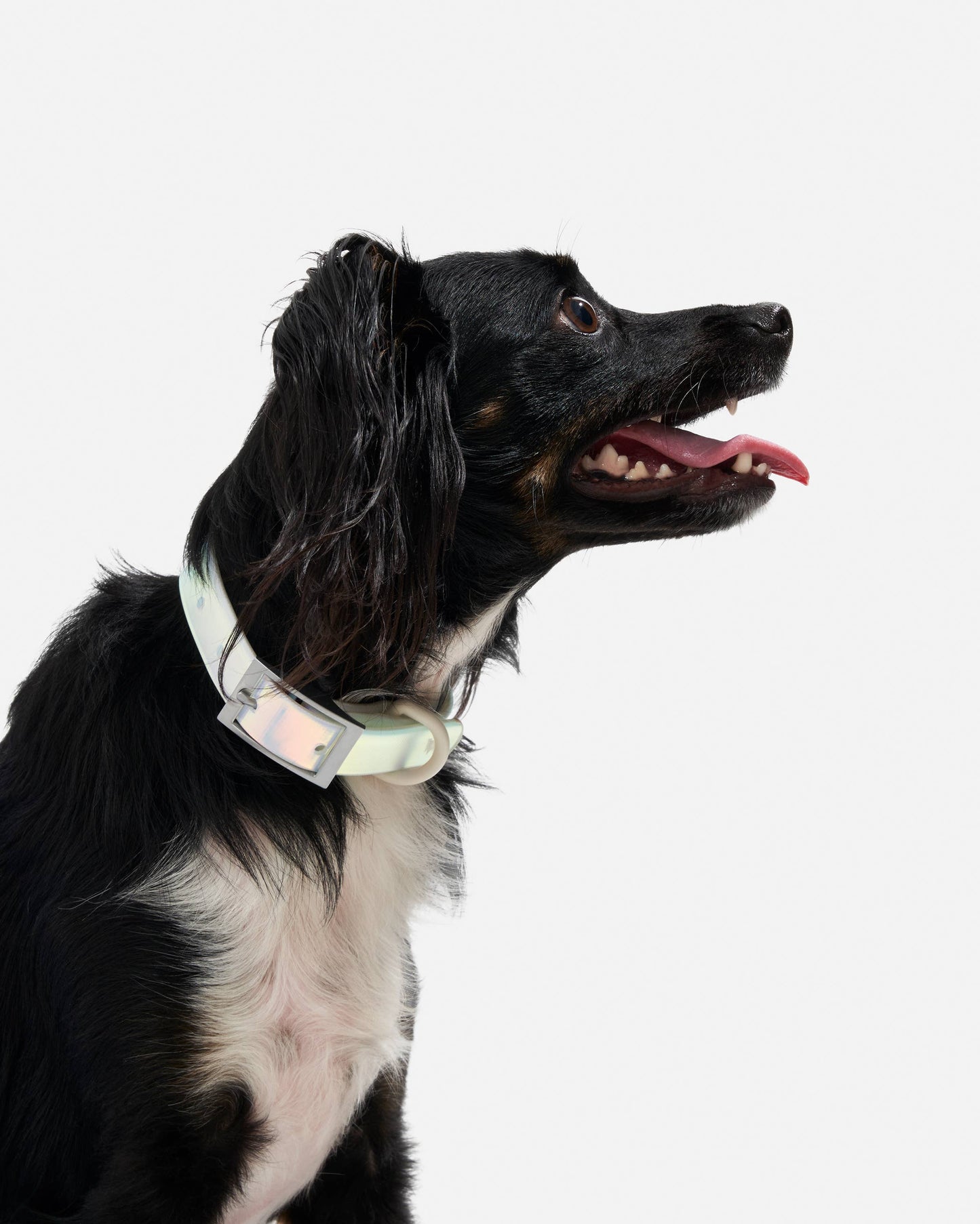 Dog Collar - Holographic Lunar