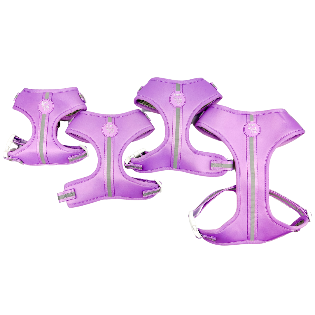 Shine Bright - Amethyst Adjustable Dog Harness