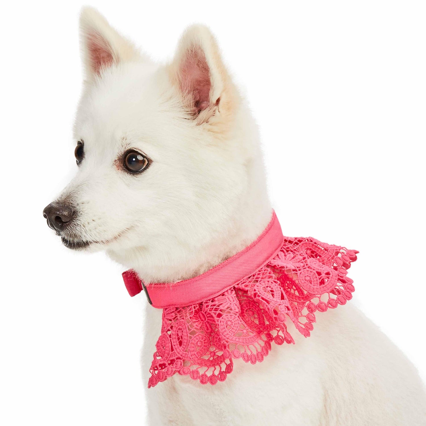 Cute Floral Lace Dog Collar - Lavender
