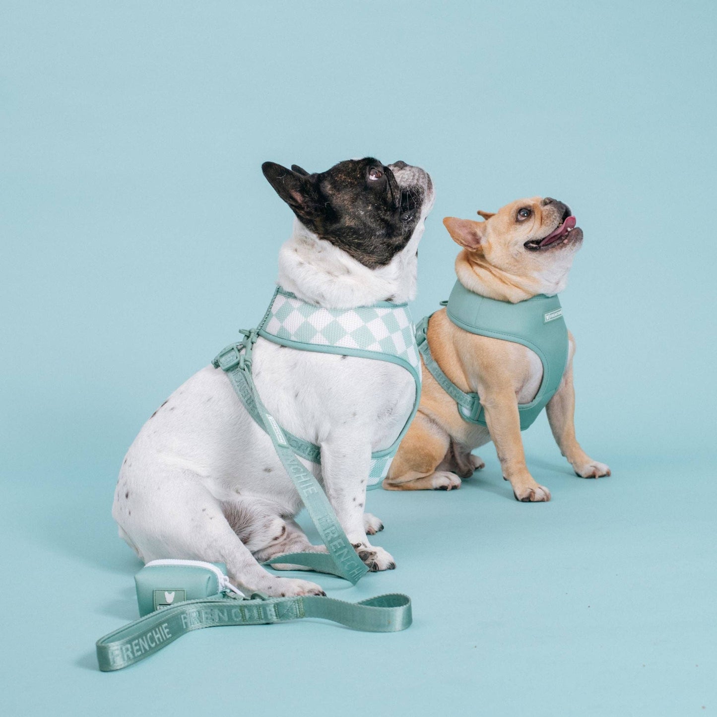 Frenchie Duo Reversible Harness - Sage