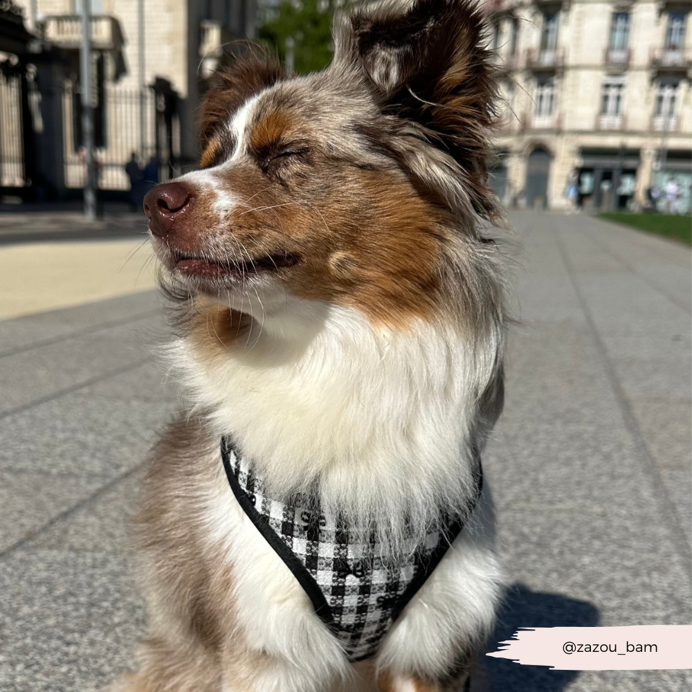 Pup in Paris Adjustable Neck Dog Harness