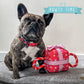 Its My Birthday Present Dog Toy - Assorted Colors