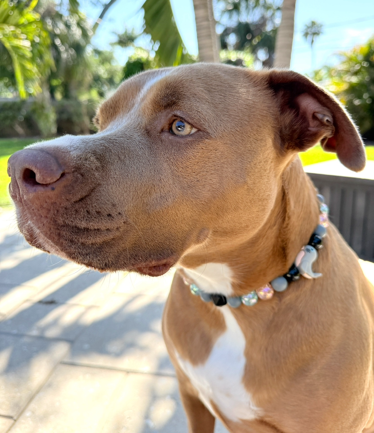 Certified Land Seal Beaded Dog Collar
