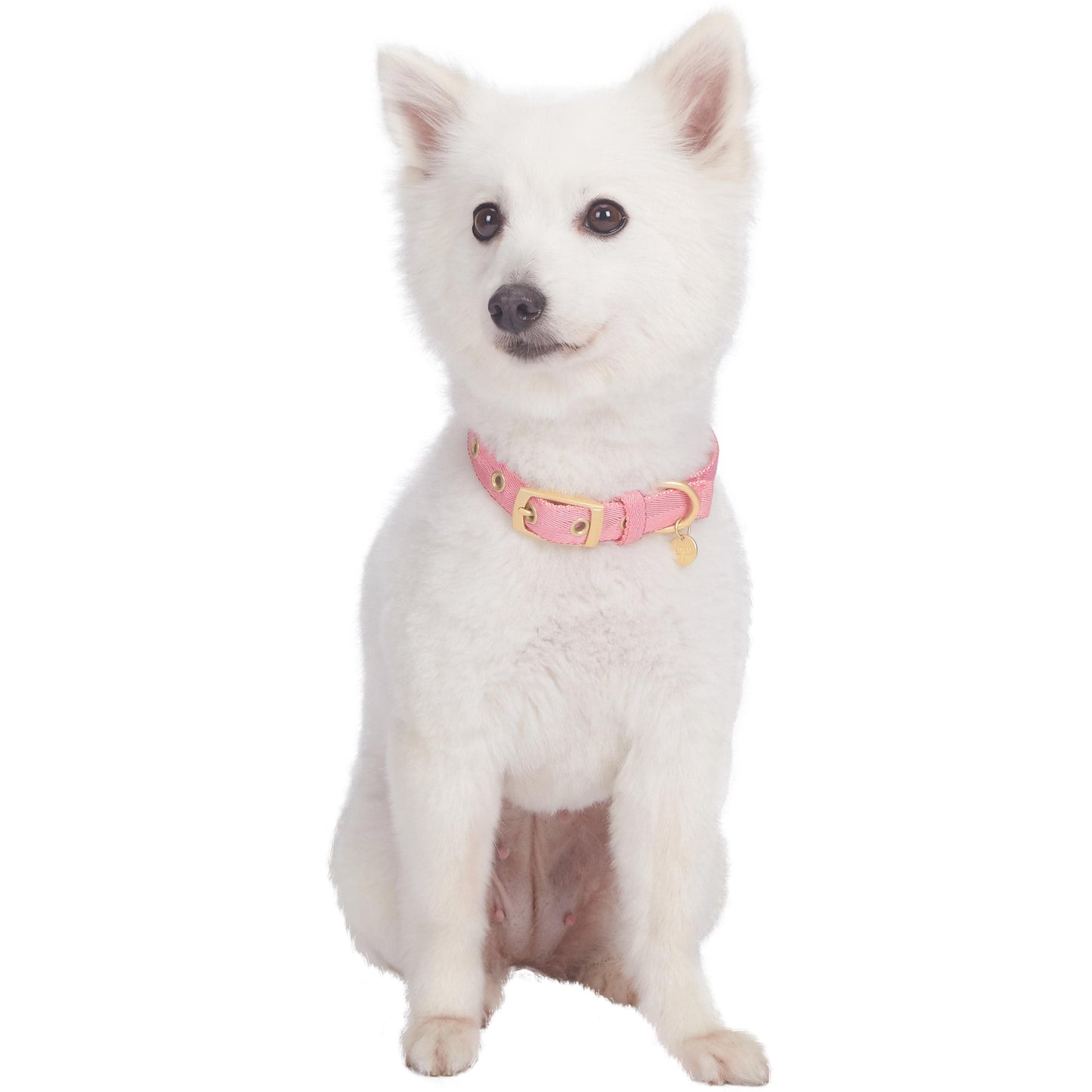 Designer Dog Collar - Tinsel Pink