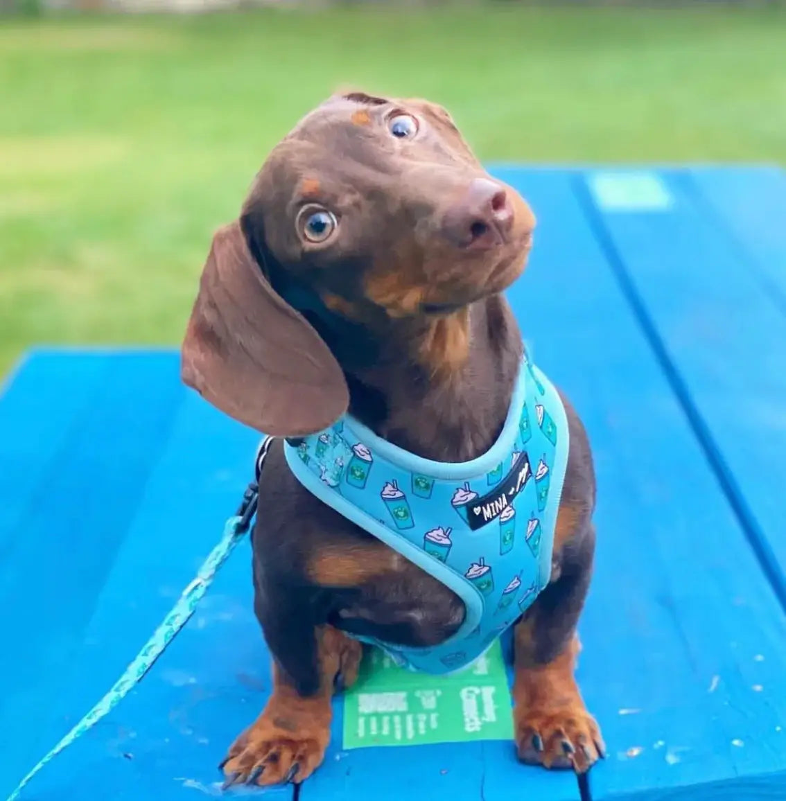 Arnés ajustable para perros Blue Pupshake