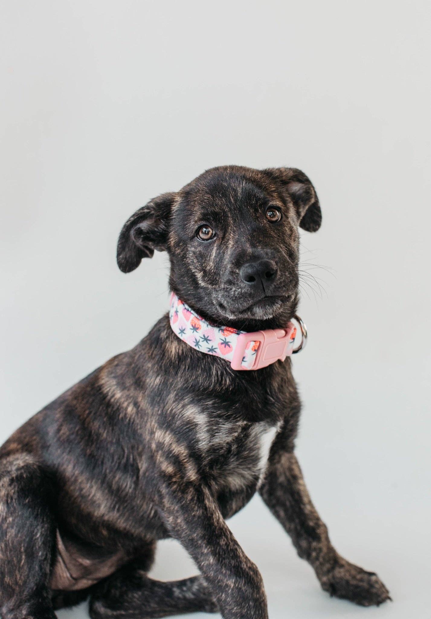 Adela Dog Collar