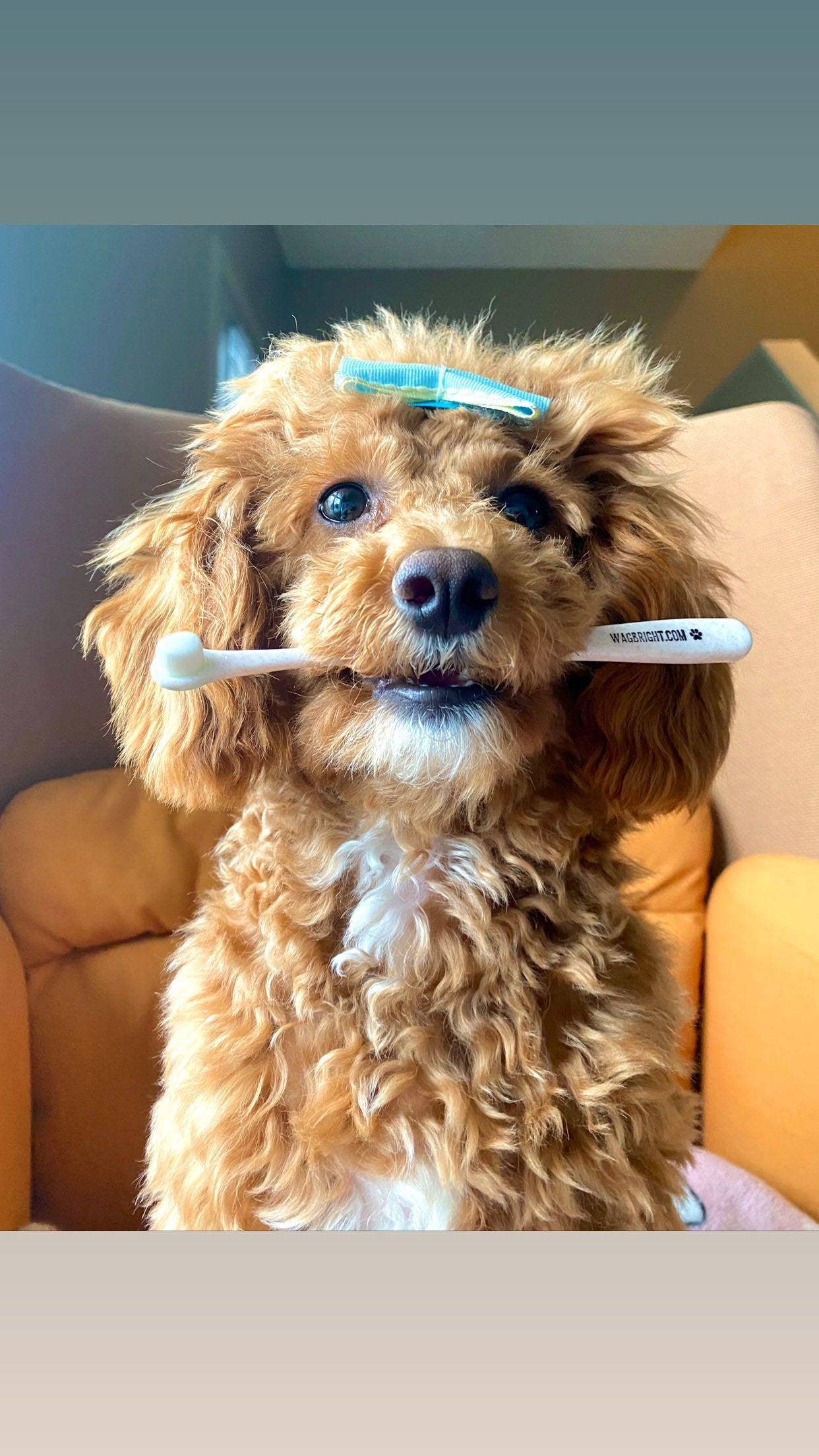 Puppy Polisher Toothbrush - Extra Small