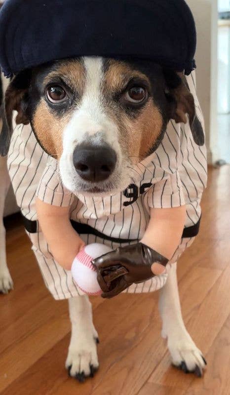 Disfraz de perro de Halloween de The Home Ruff