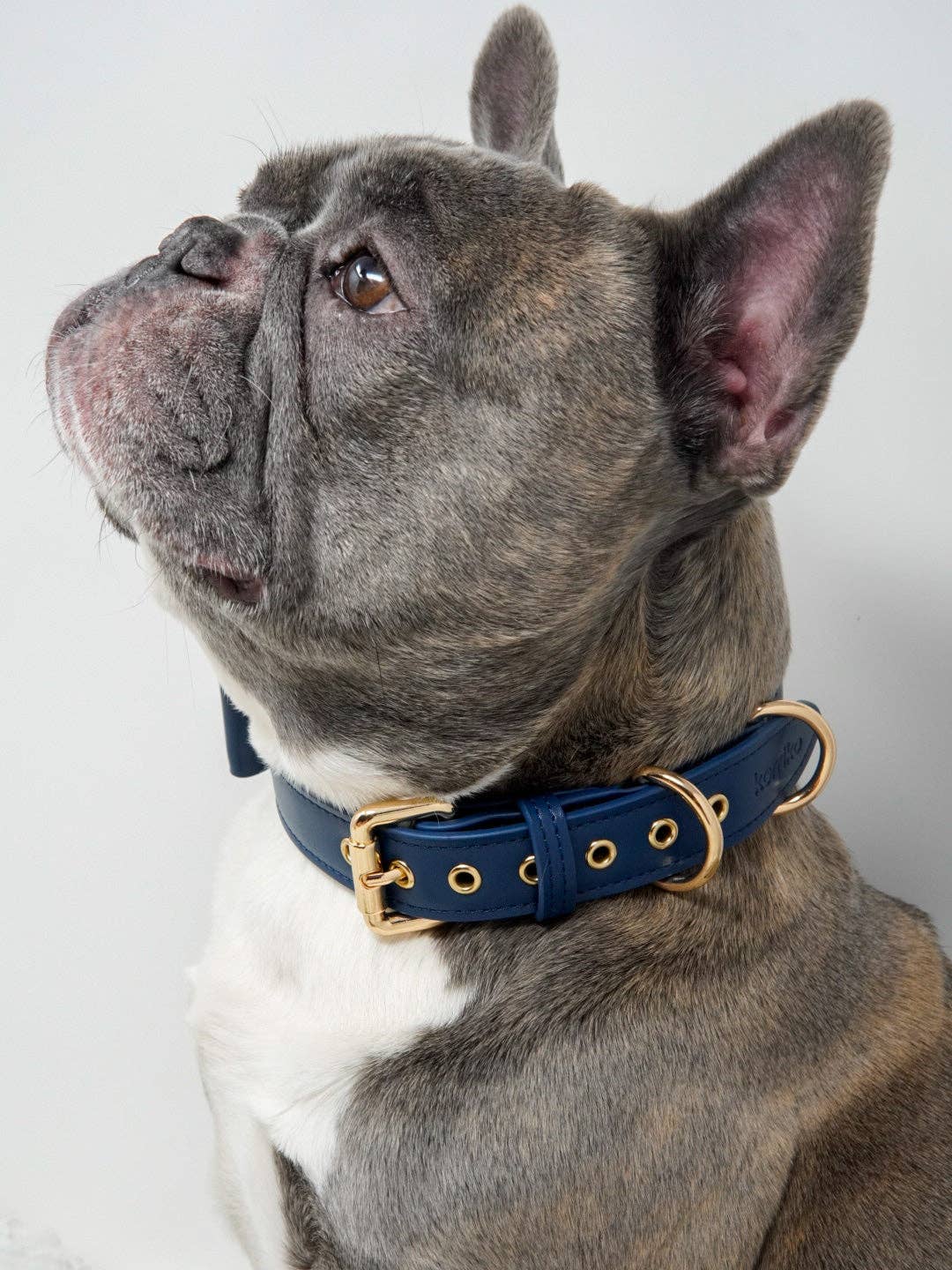 Conjunto de collar y correa para perros Signature - Azul marino
