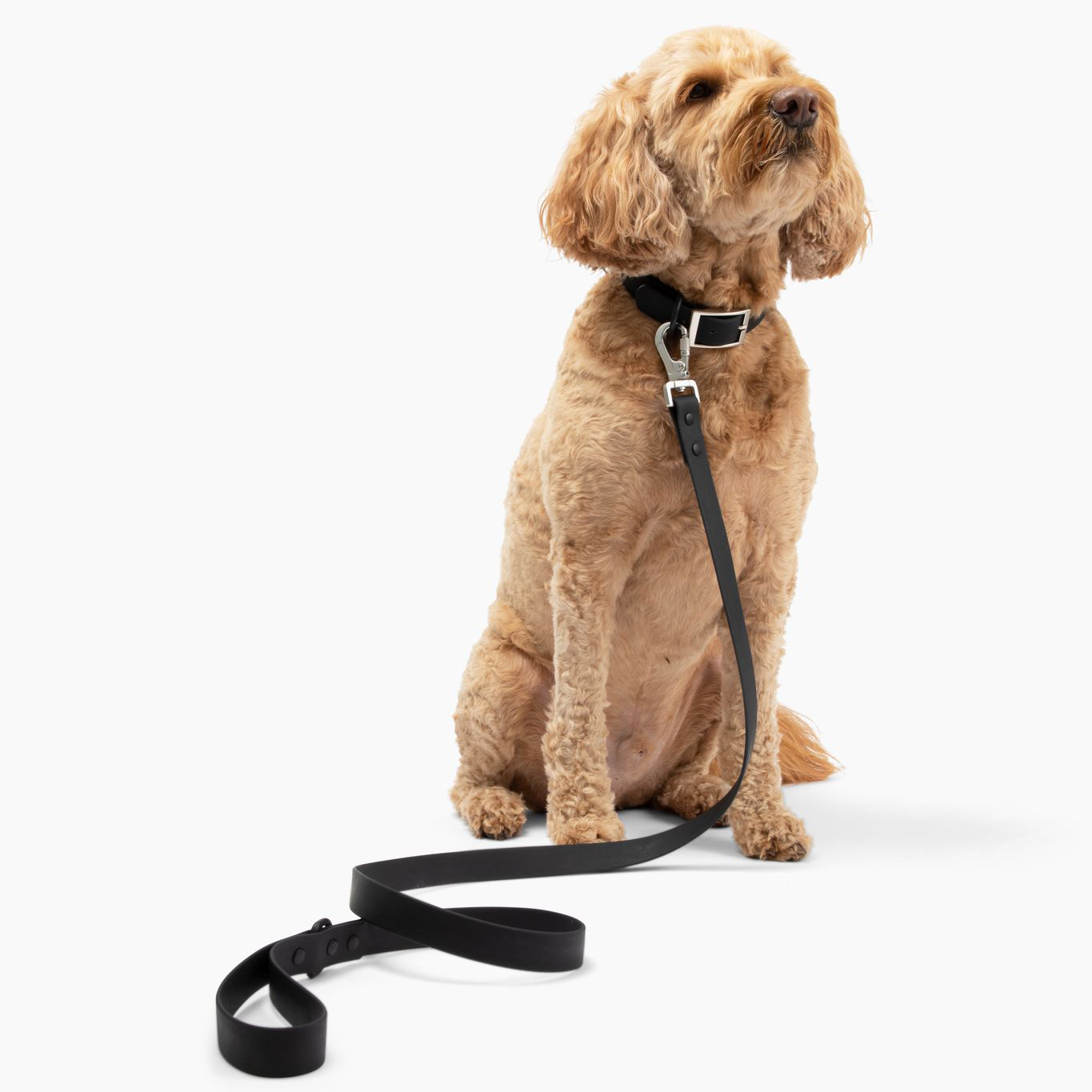 Collar para perros de PVC resistente al agua de medianoche
