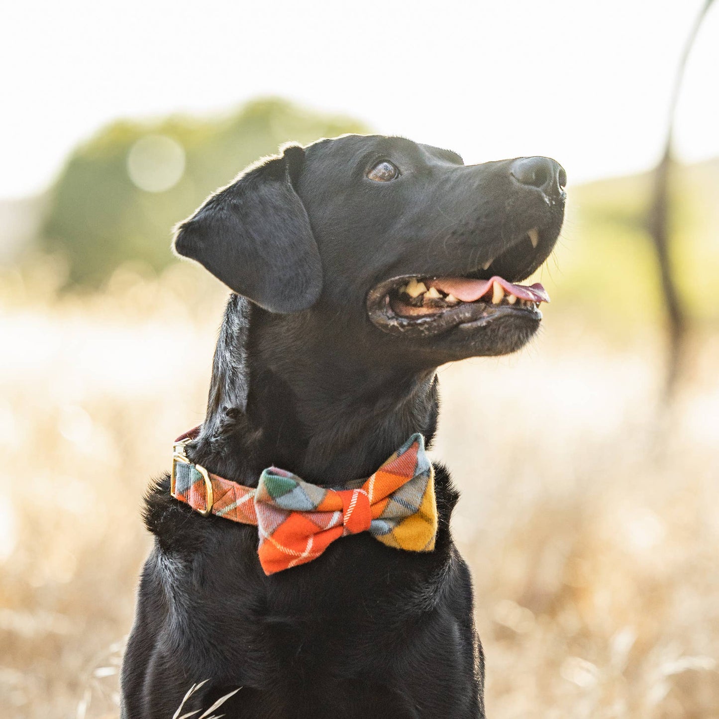 Buchanan Plaid Fall Dog Bow Tie