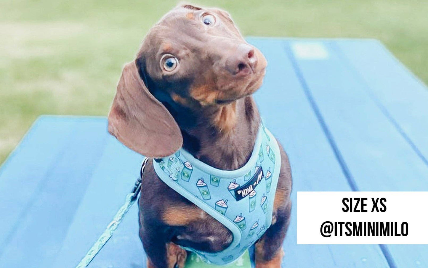Arnés ajustable para perros Blue Pupshake