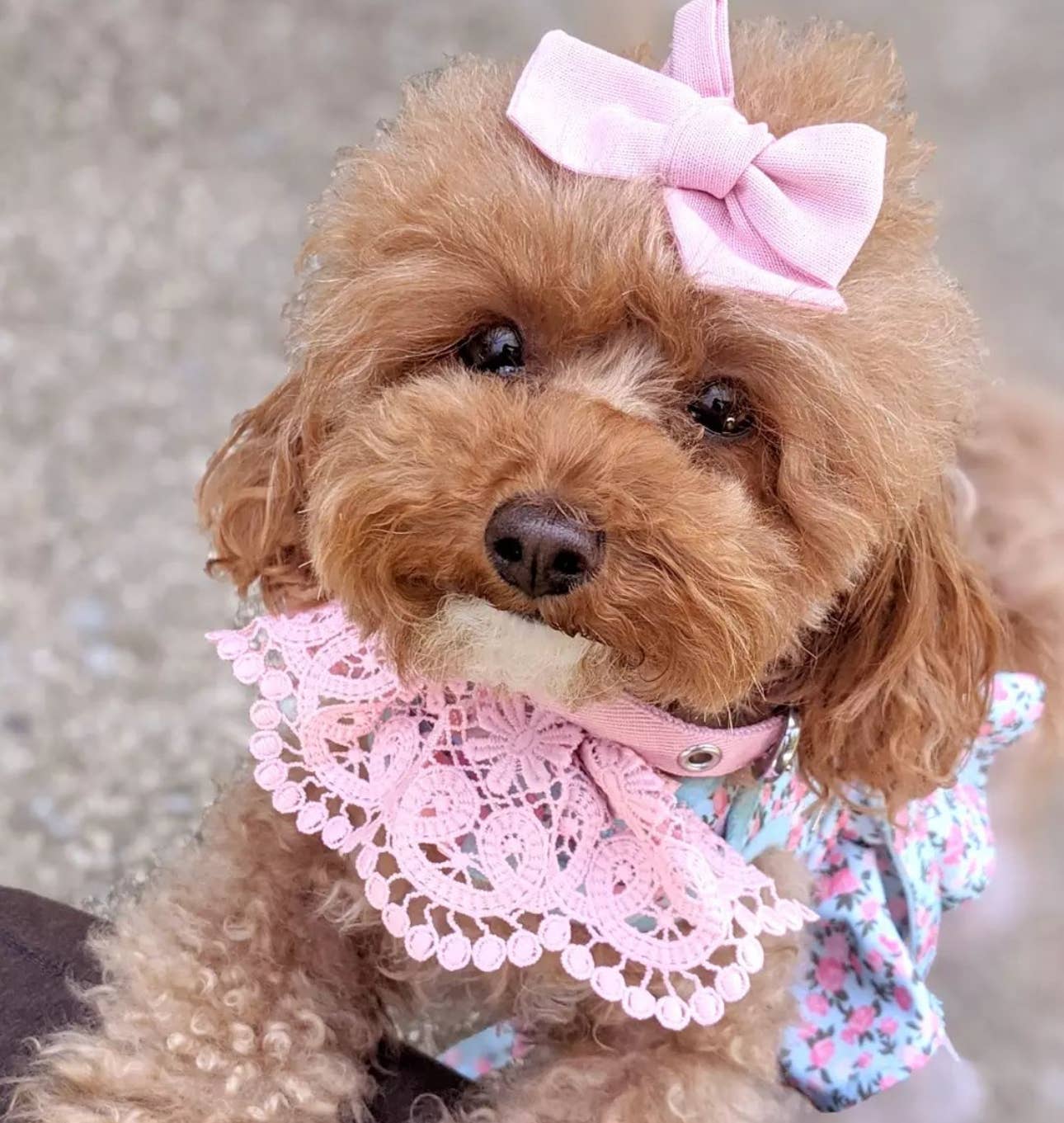 Cute Floral Lace Dog Collar - Lavender