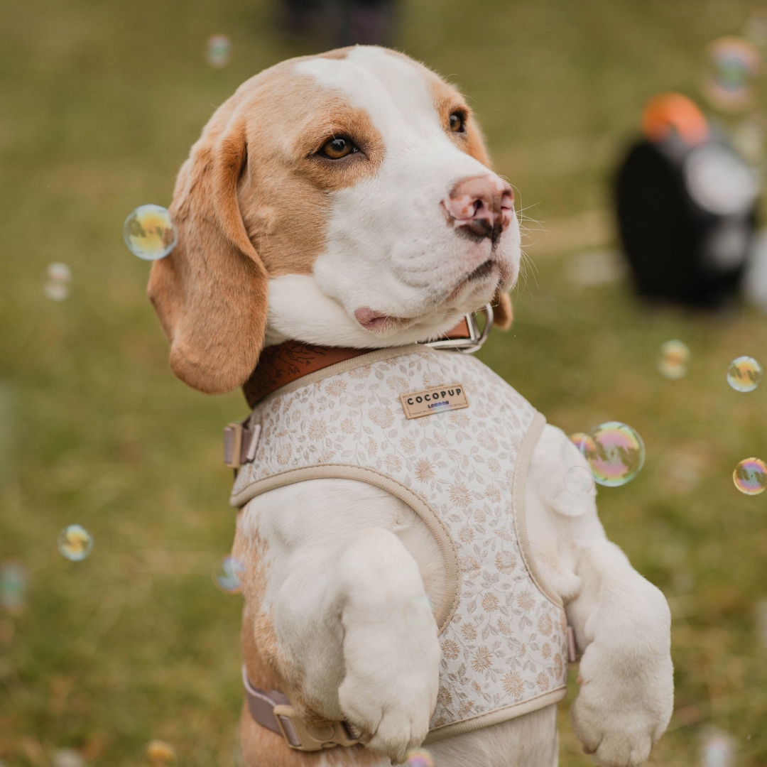 Luxe Adjustable Neck Harness - Garden Meadow