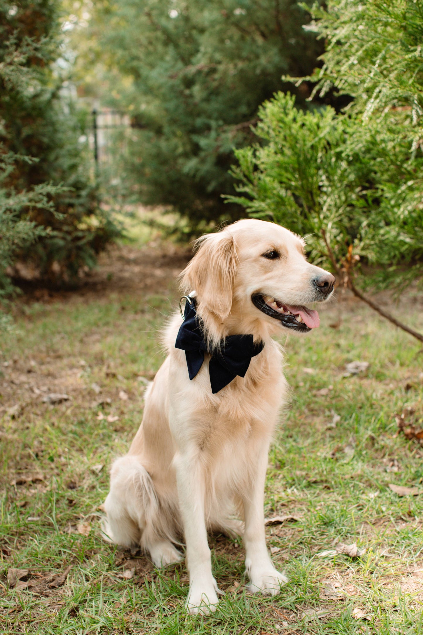 Twilight Velvet Lady Bow