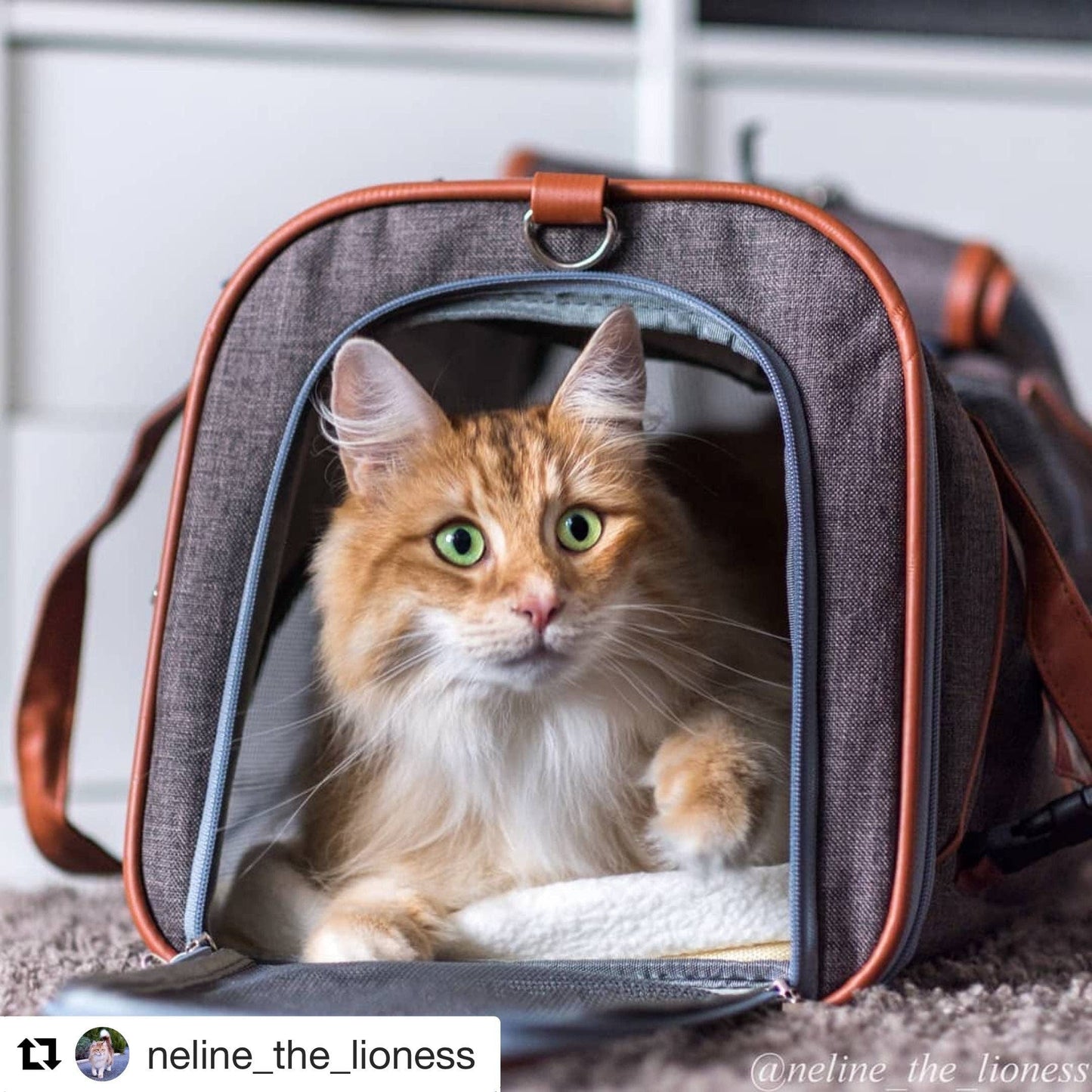 Mr. Peanut's Gold Series Airline Capable Pet Carrier - Deja Blue