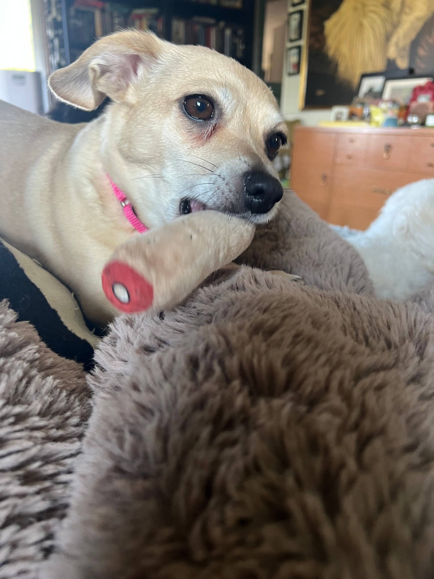 Bite my Finger Toy