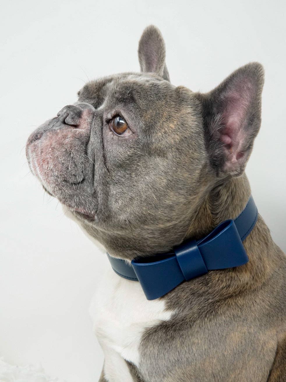 Conjunto de collar y correa para perros Signature - Azul marino