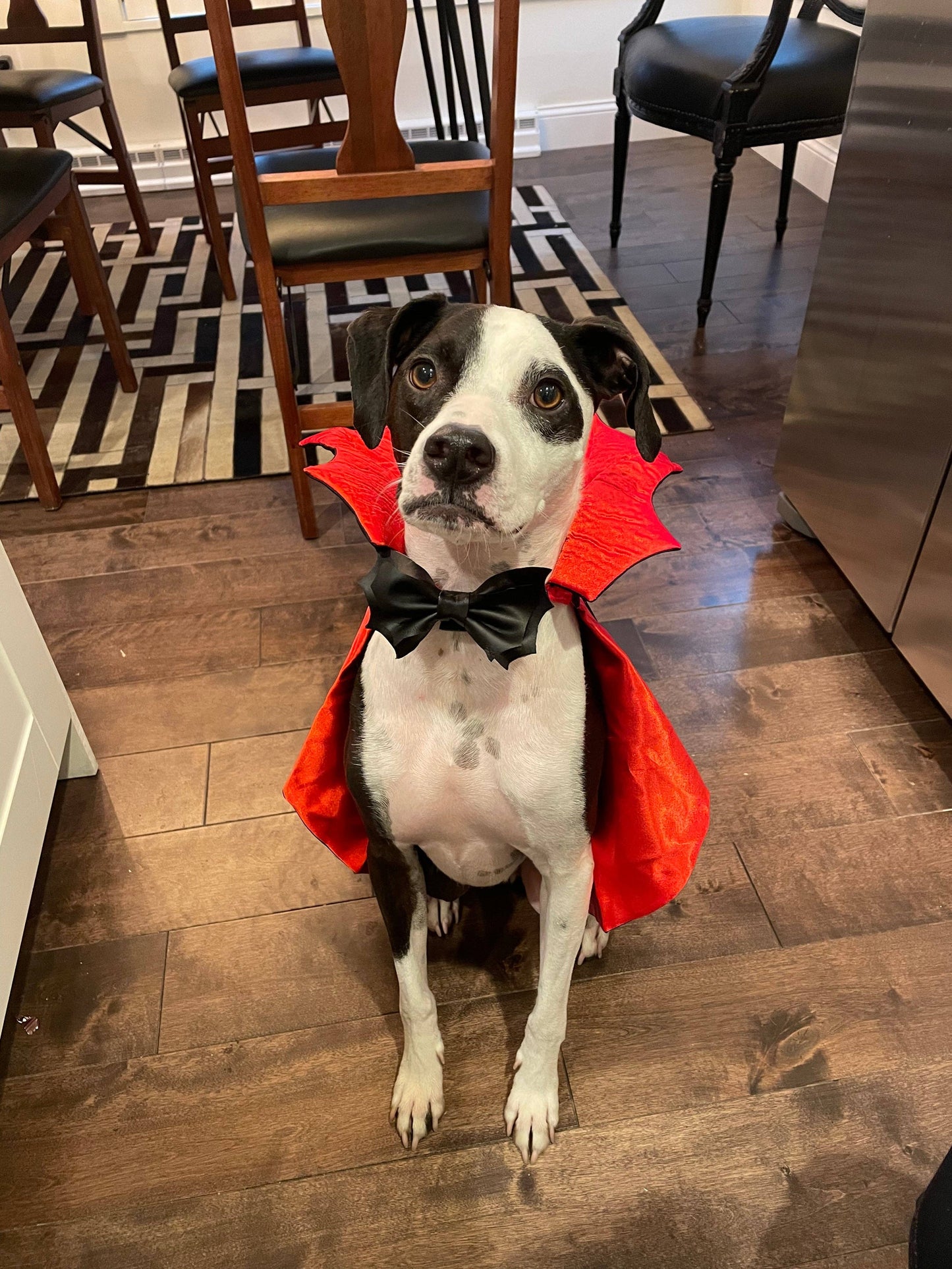 Bat Bowtie: collar attachment