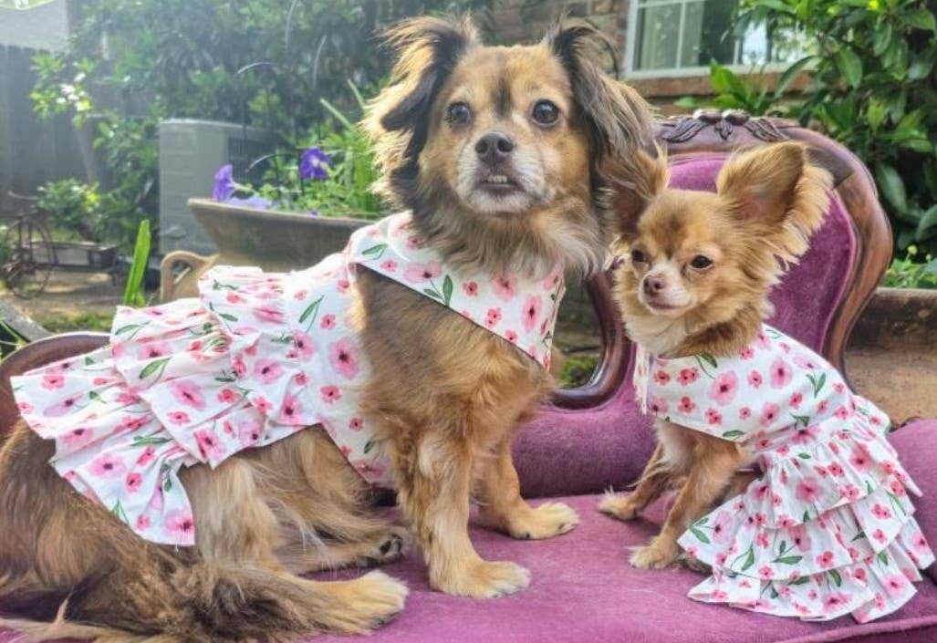 Spring Wildflower Dog Dress with Matching Leash