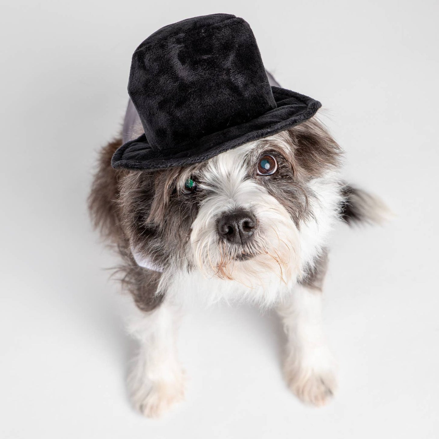 Sombrero de copa de terciopelo negro para perro