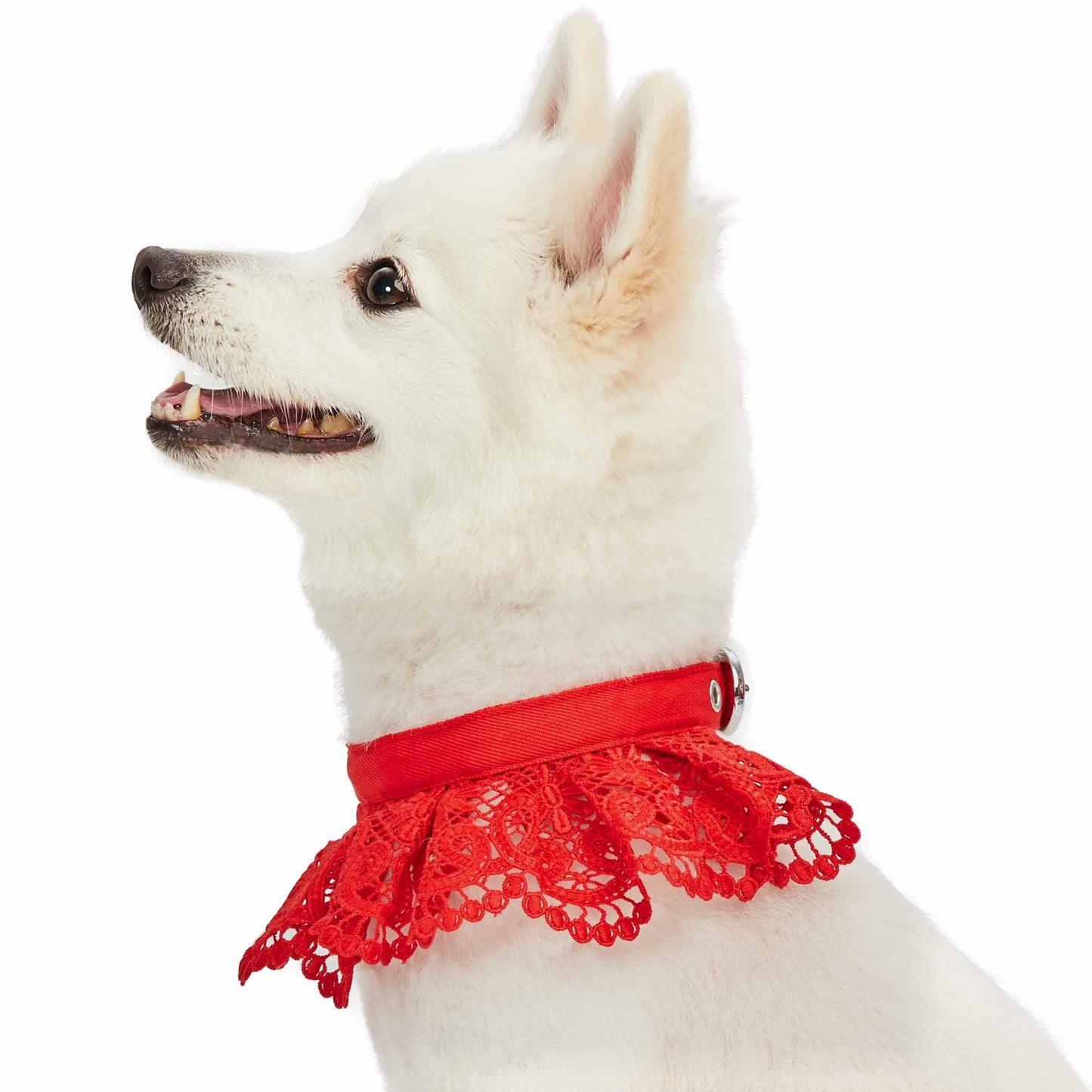 Cute Floral Lace Dog Collar - Lavender
