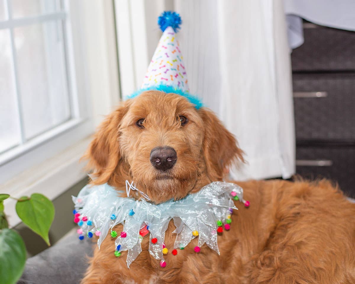 Party Pom Pom Collar