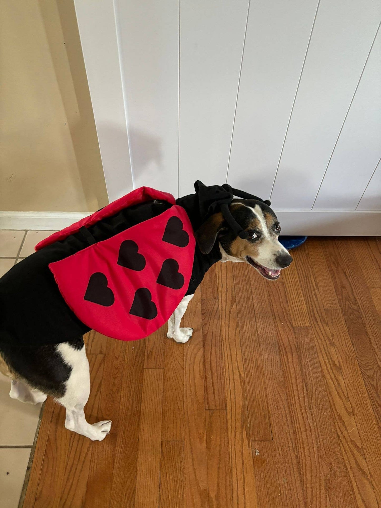 Disfraz de mariquita para perro para Halloween