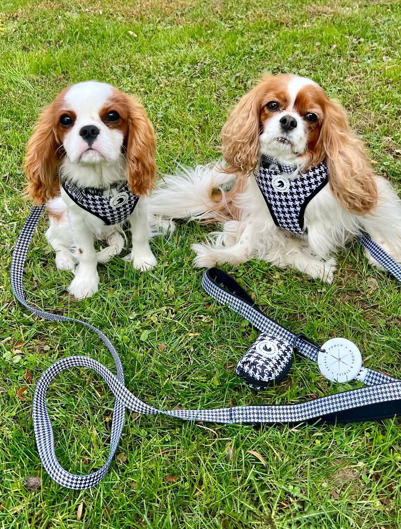 PuppyTooth Adjustable Dog Harness