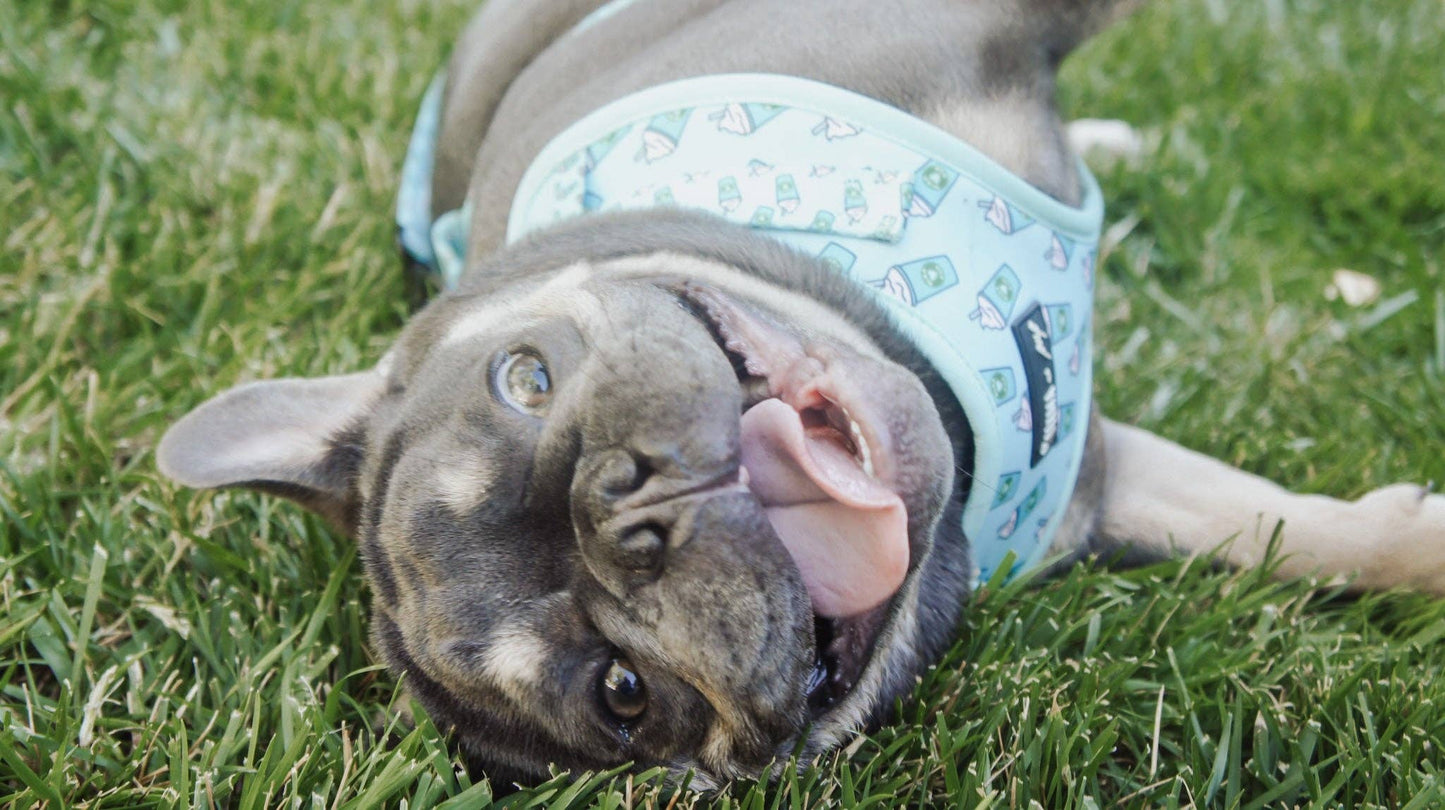 Arnés ajustable para perros Blue Pupshake