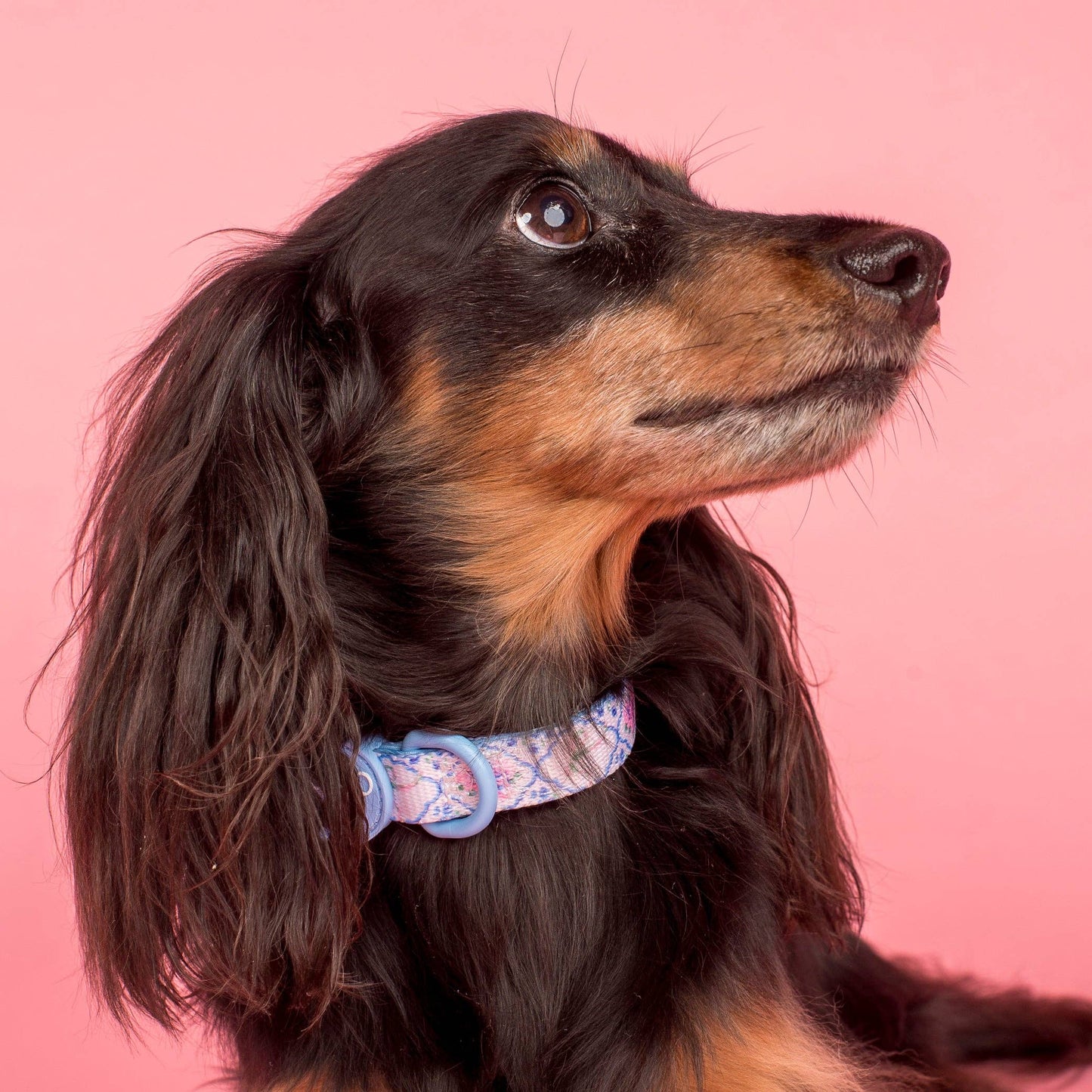 Petal Collar