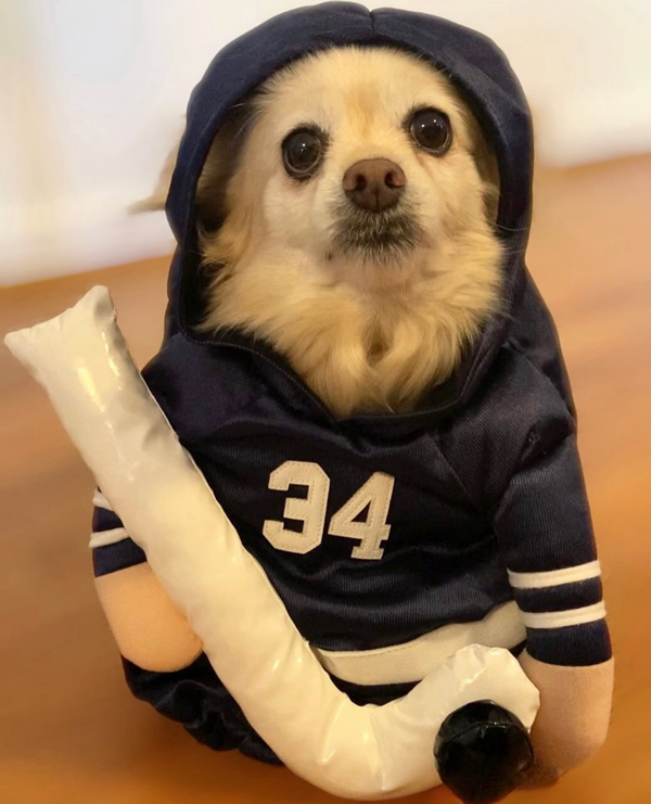 Disfraz de perro de Halloween de Stanley Pup