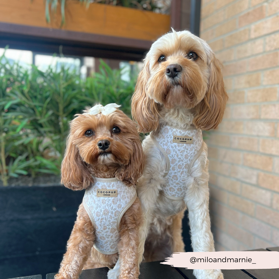Luxe Adjustable Neck Harness - Garden Meadow