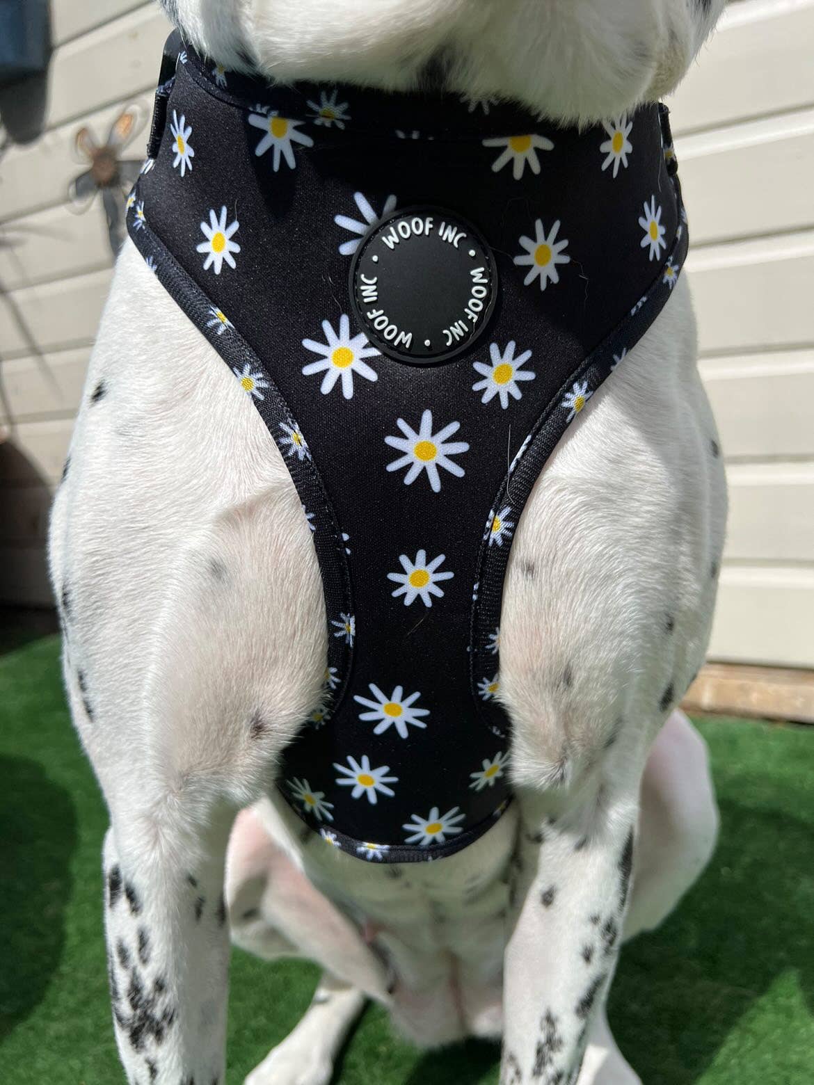 Black Daisy Print Adjustable Dog Harness