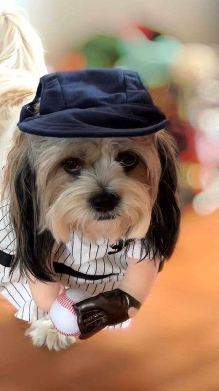 Disfraz de perro de Halloween de The Home Ruff