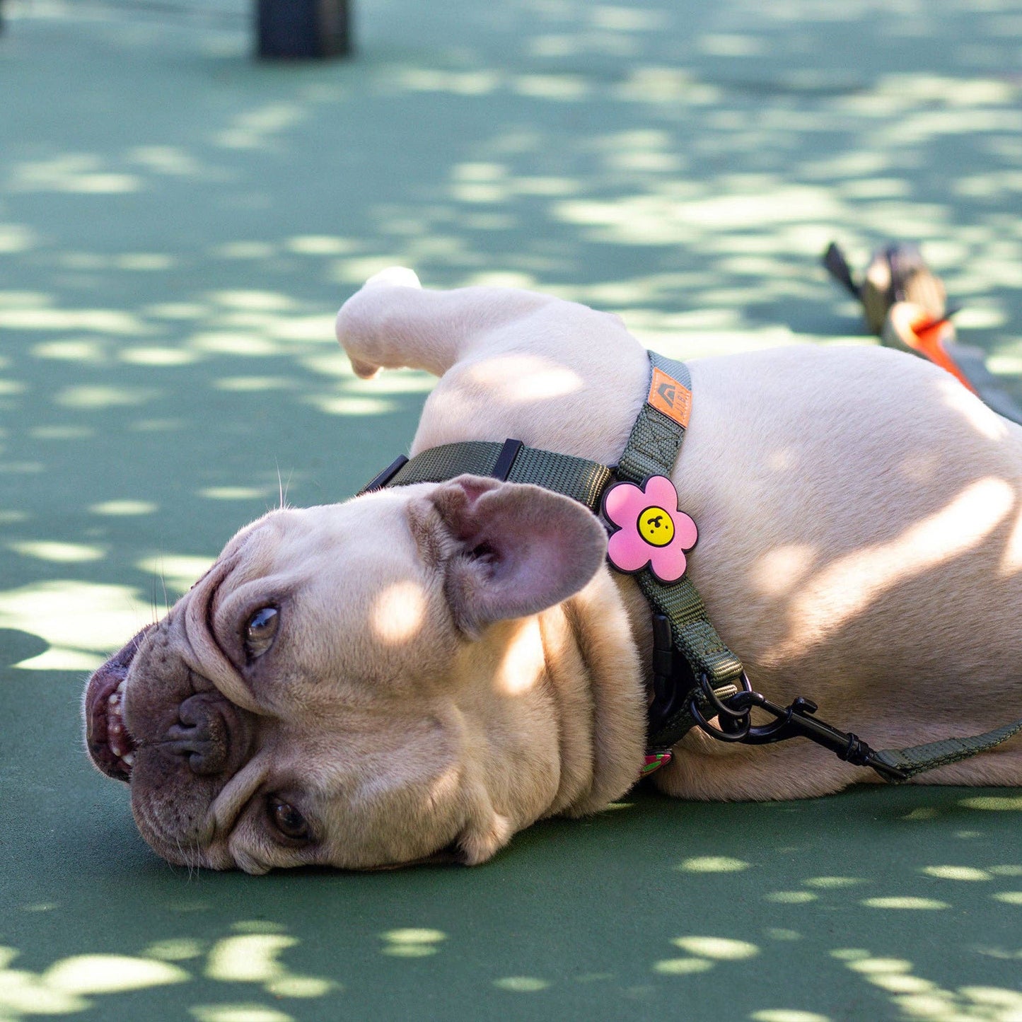 Daisy Dog Jiby - Pink