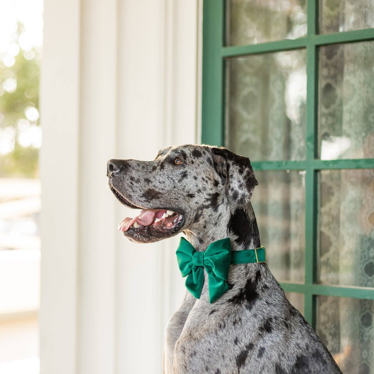 Forest Green Velvet St. Patrick's Day Lady Dog Bow