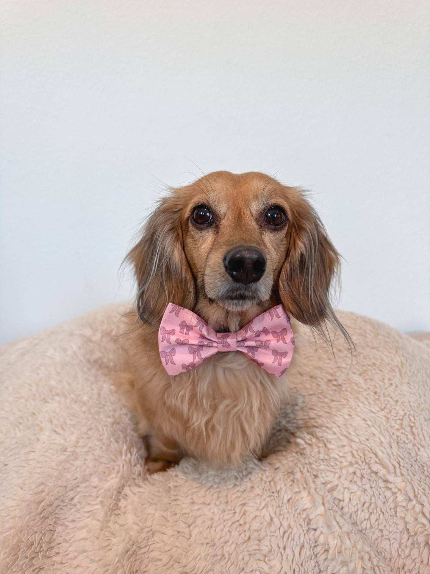 Dog Bow - Pink Coquette