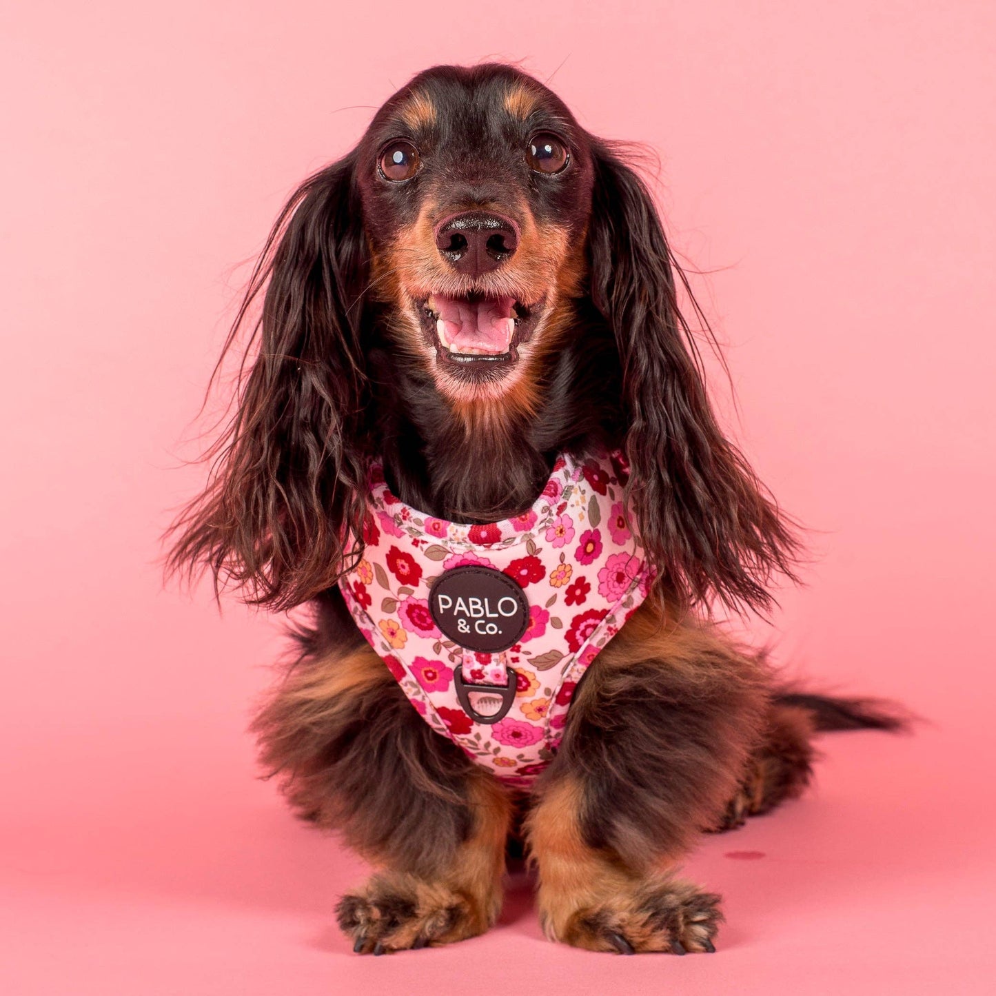 Primrose Adjustable Dog Harness