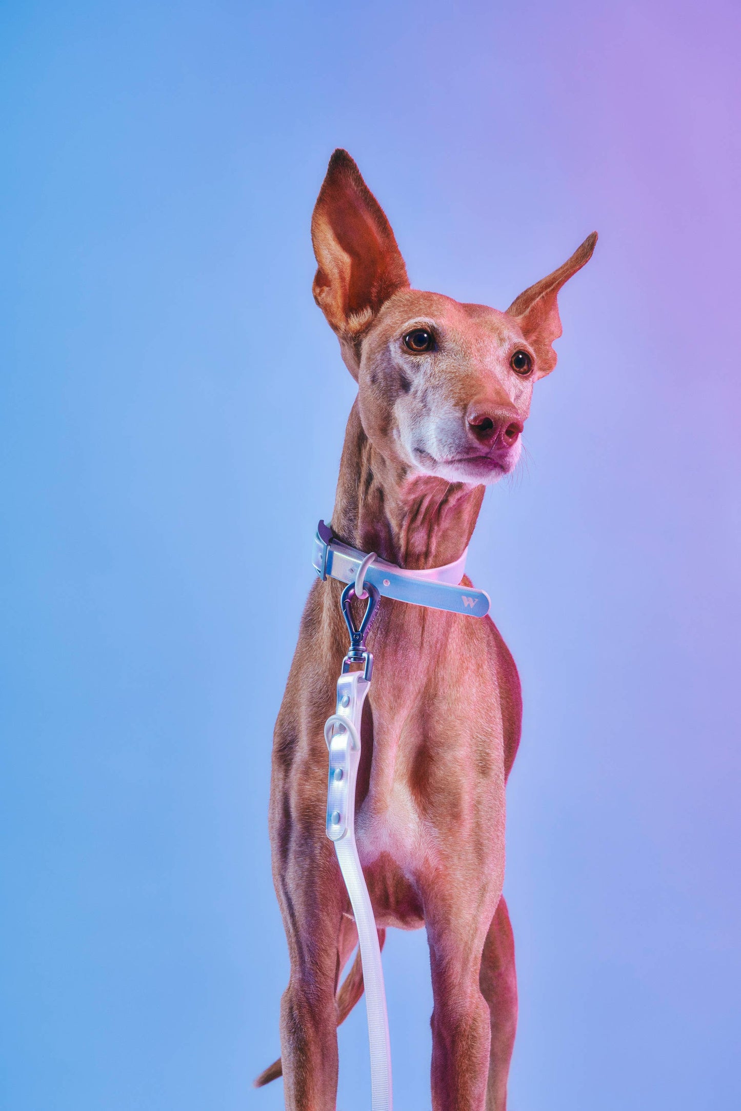 Dog Collar - Holographic Lunar
