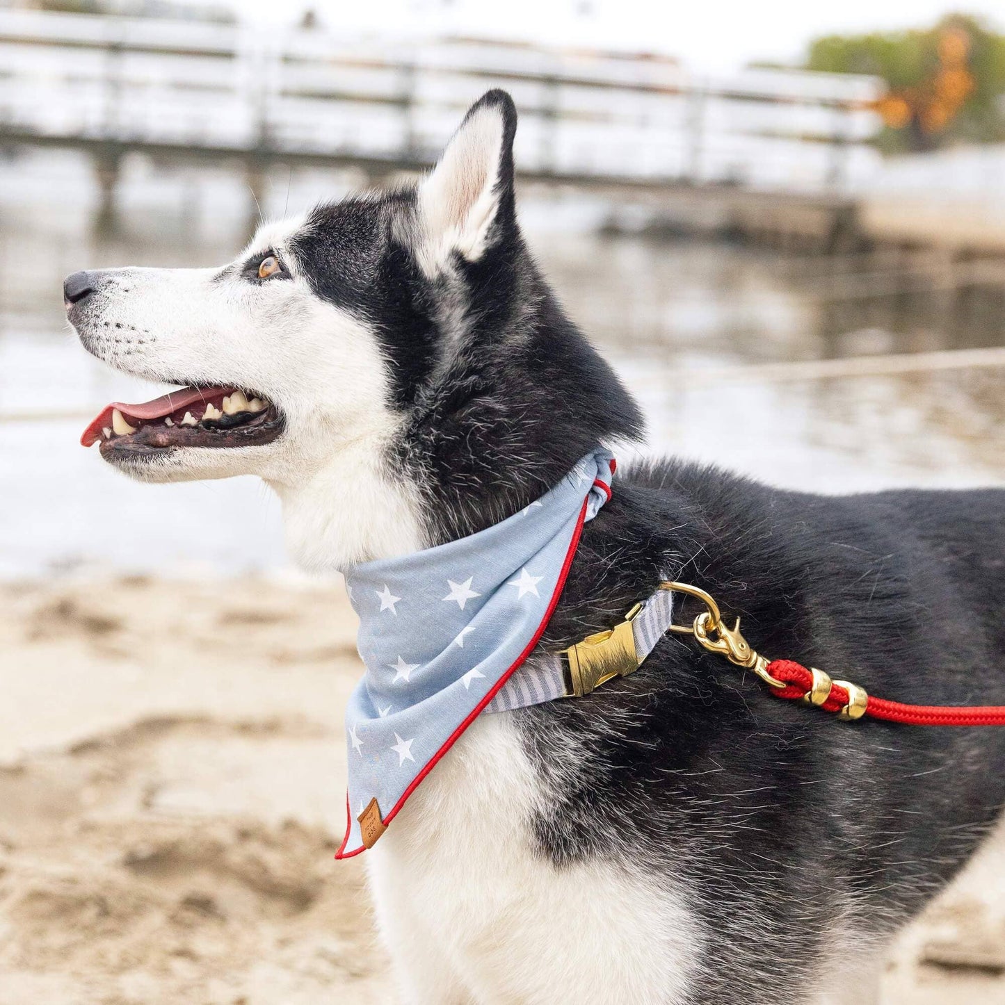Liberty Stars Dog Bandana