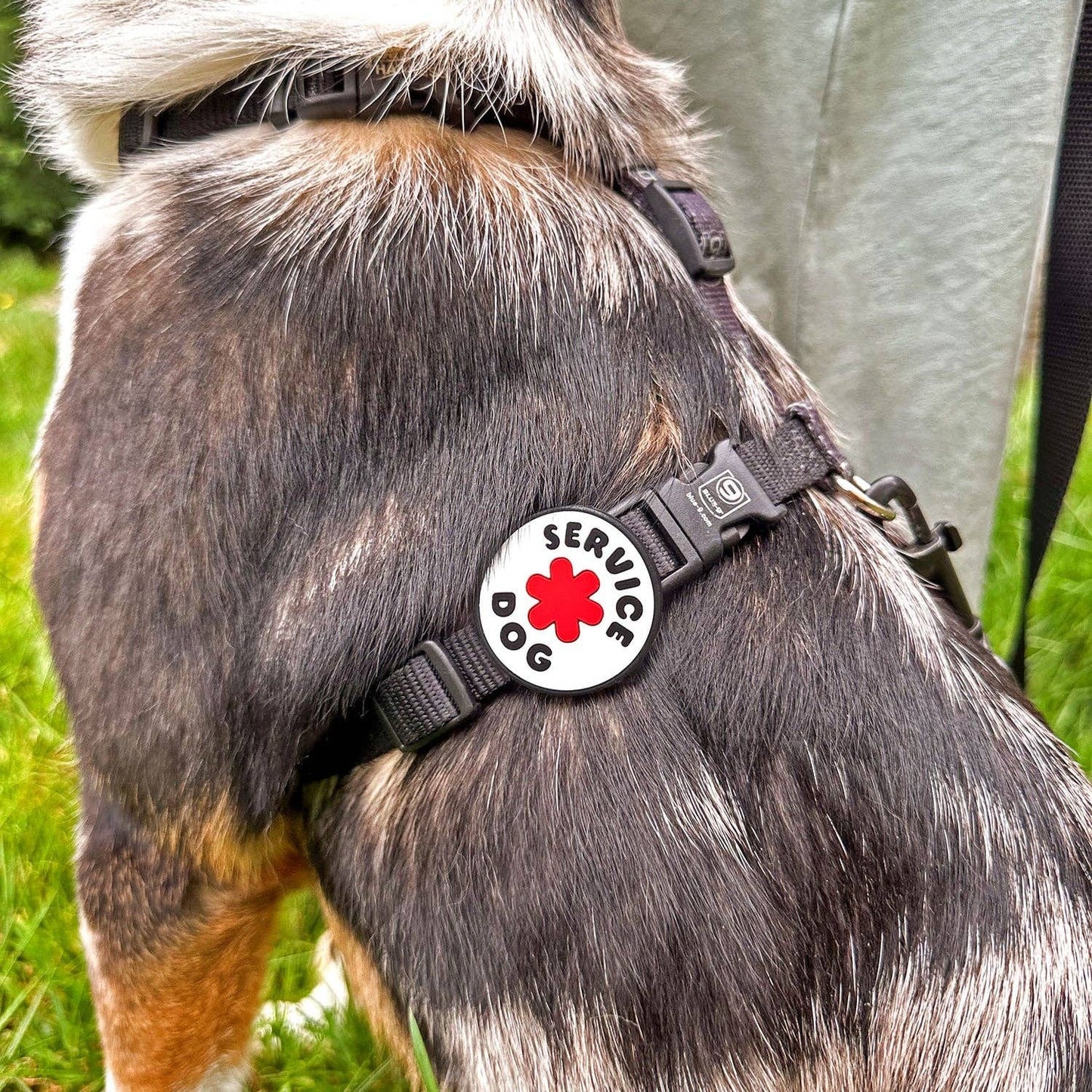 Service Dog Jiby