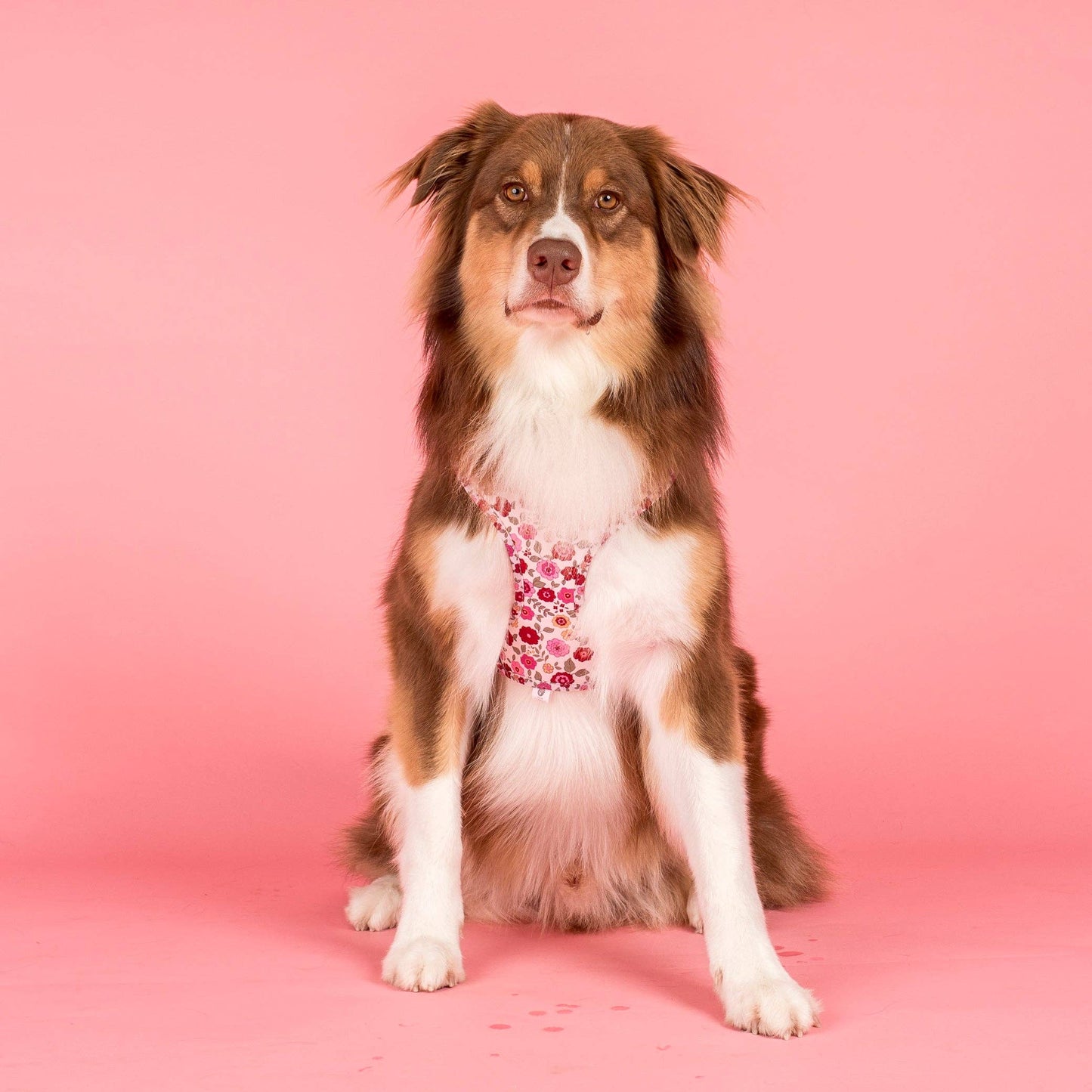 Primrose Adjustable Dog Harness