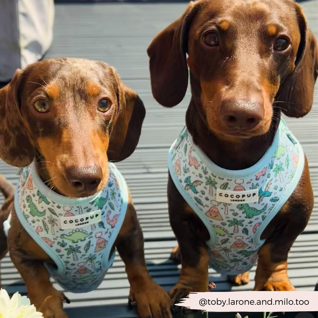 Dinopaws Adjustable Neck Dog Harness