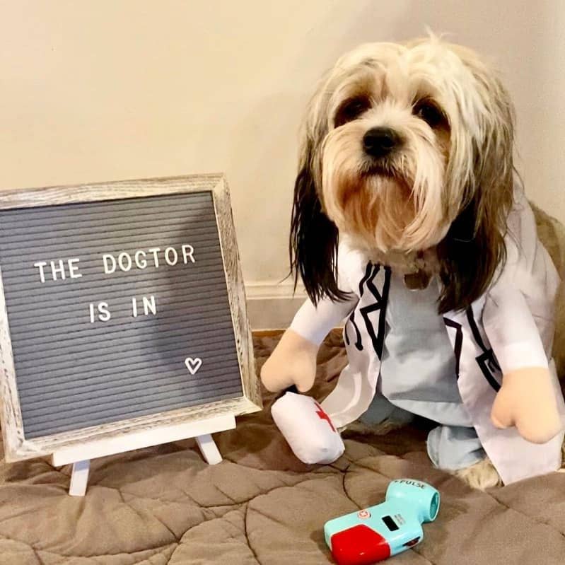 Disfraz de doctor para perro para Halloween