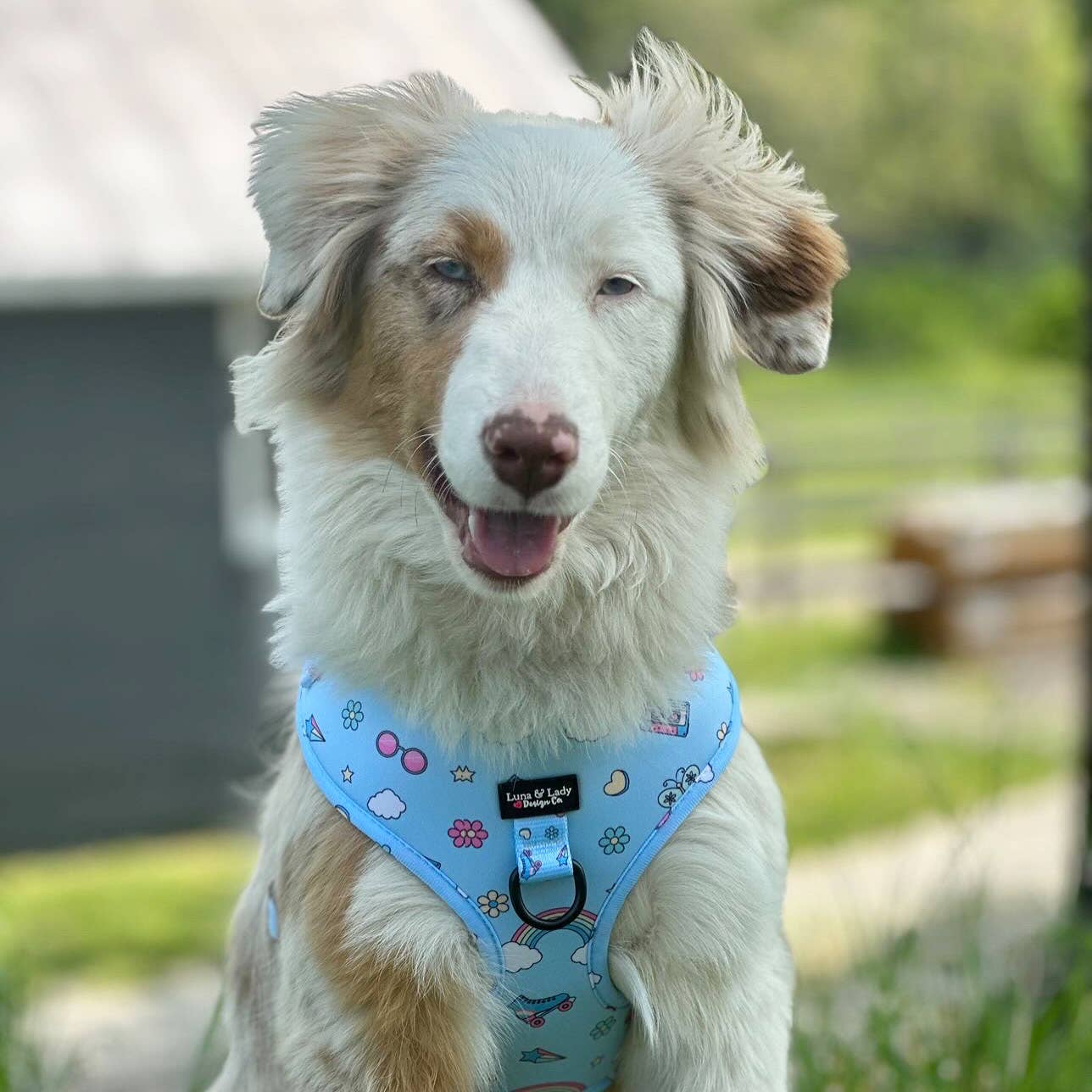 Just Roll With It Dog Harness