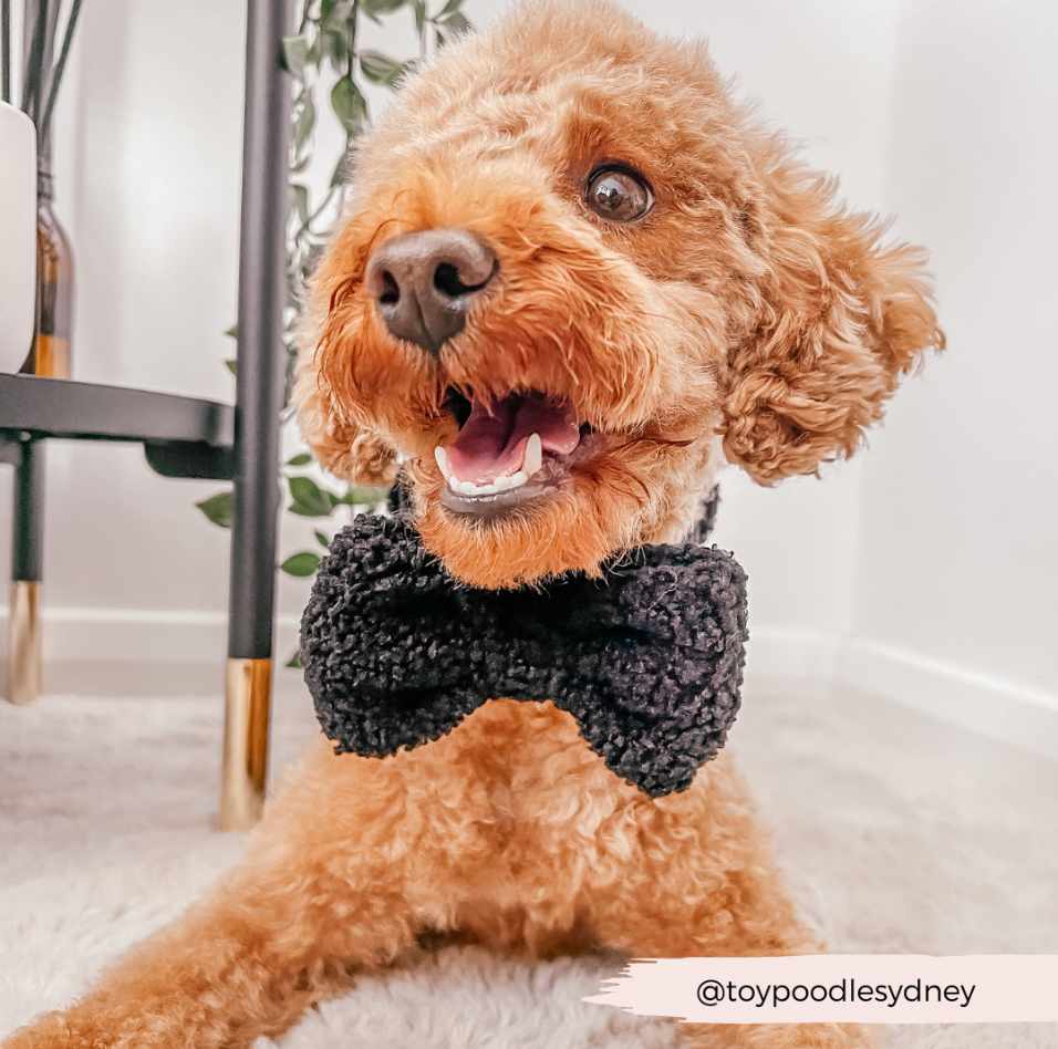 Teddy Bow Tie - Baloo