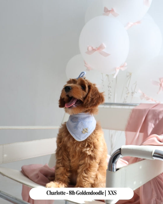 Bandana para perros Forever Tied - Colores surtidos