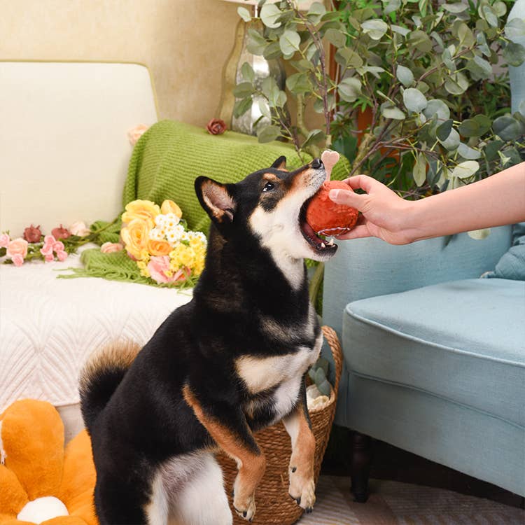 Juguete tipo pelota para perros HugSmart Pet Food Party Ham